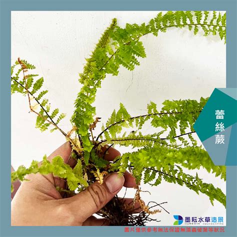 蕾絲蕨風水|蕾絲蕨類：讓你的室內綠意盎然的秘密植物 – 植物盆栽綠寶典